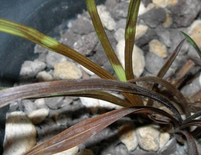 原创气温一高兰花就枯萎,这次做好防备,再也不怕高温对兰花的折磨