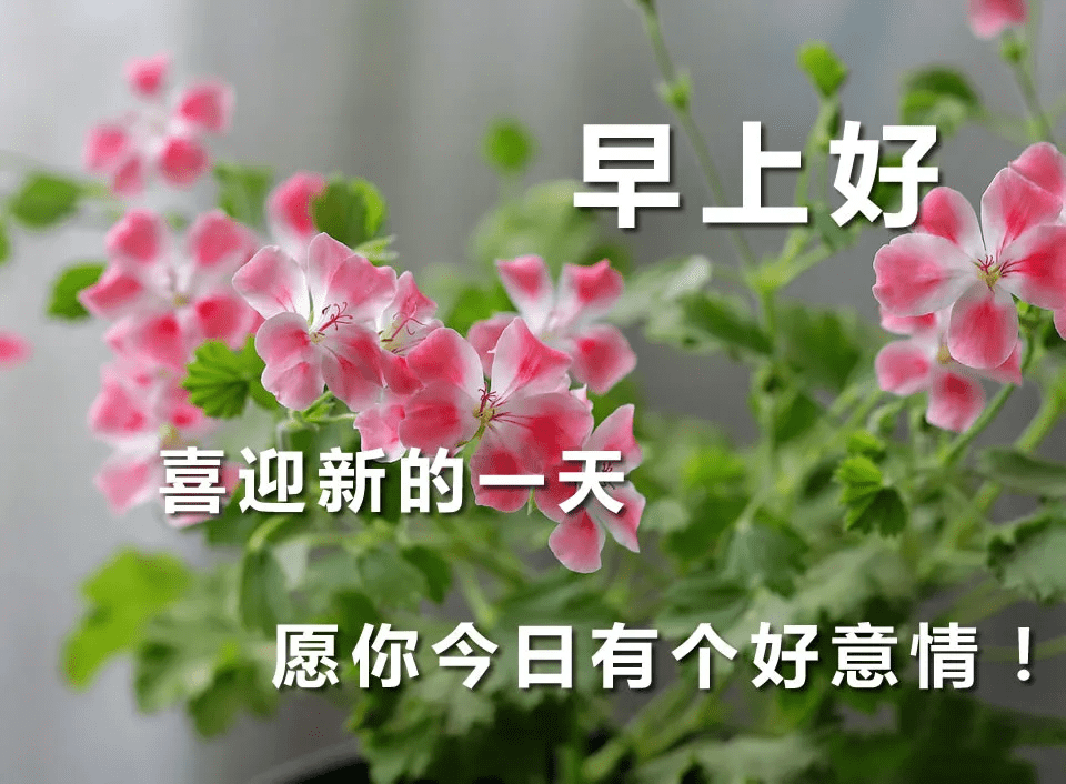 原创夏季走心的早安心语句子最个性好看的早安的动态图片带字有鲜花