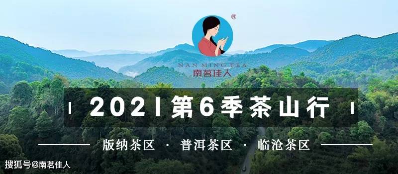 2021年第6季茶山行｜日记9：老曼峨古树的苦甜早就被标记了！