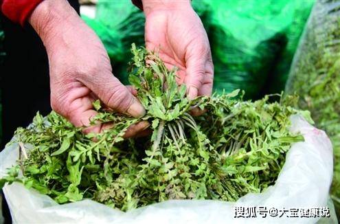 一点红野菜的煮法 71457b31472246beb137778a55db24b8.jpeg