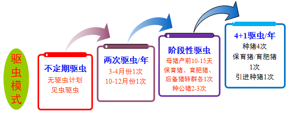 原创寄生虫吃掉猪场利润,还会造成非瘟感染率升高,如何有效驱虫?