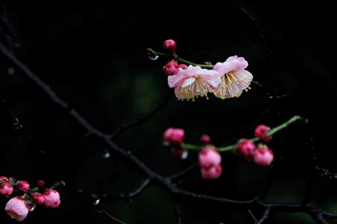 原创原创诗词万里云人共梅花接曙色峭寒渐隐漏春声七律十二首