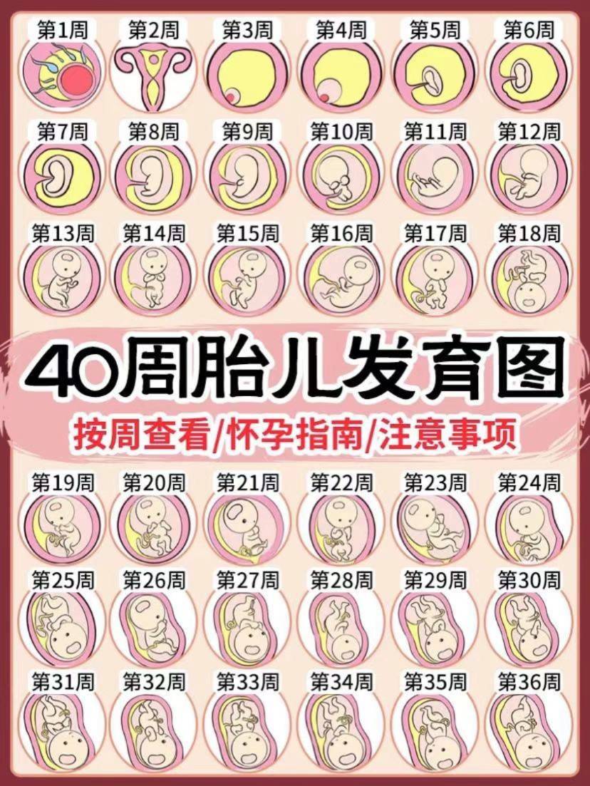 宝宝40周的变化和营养注意事项!