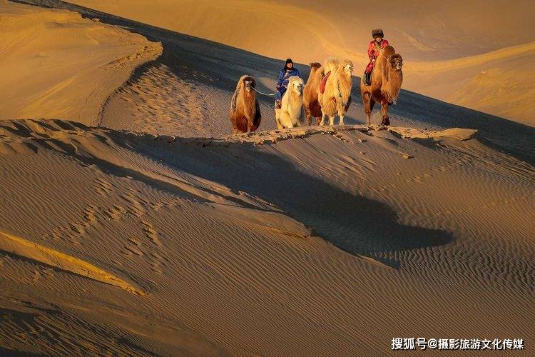 奈曼-宝古图沙漠拍骆驼