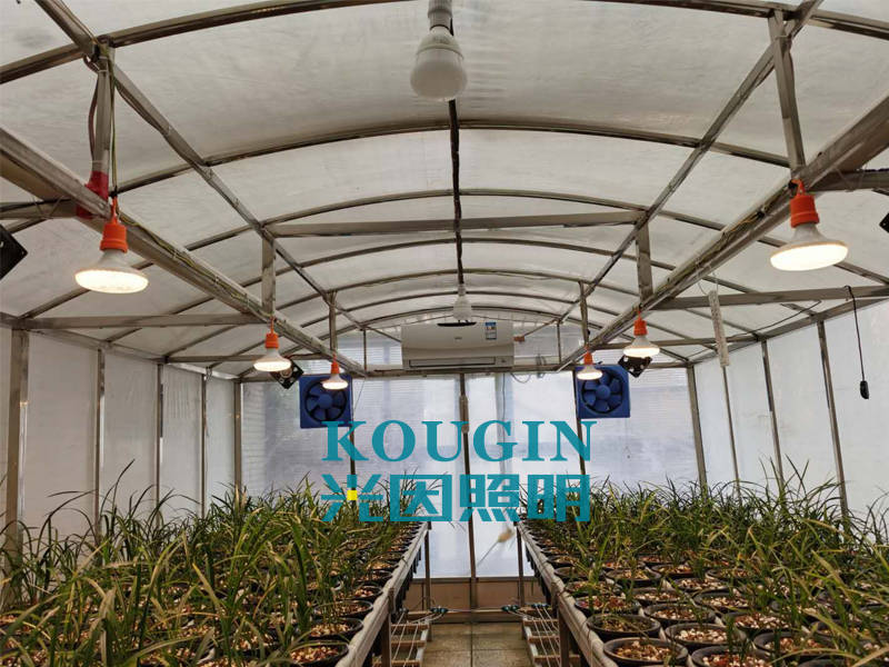 说说led植物灯在花卉中的应用 种植