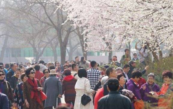 10万游客挤爆玉渊潭公园赏樱，游客：手机都“罢工”了