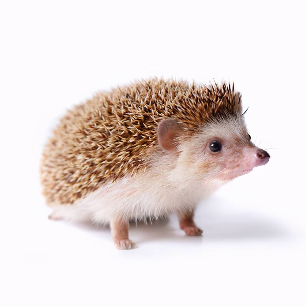 女主人因接电话,忘记刺猬还在泡着,刺猬:再来晚点都七分熟了_宠物