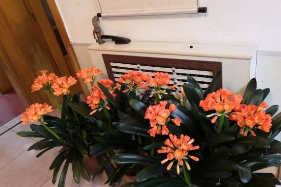 客厅最旺的花卉 eb57e401285346dba7331d4e9efec952.jpeg