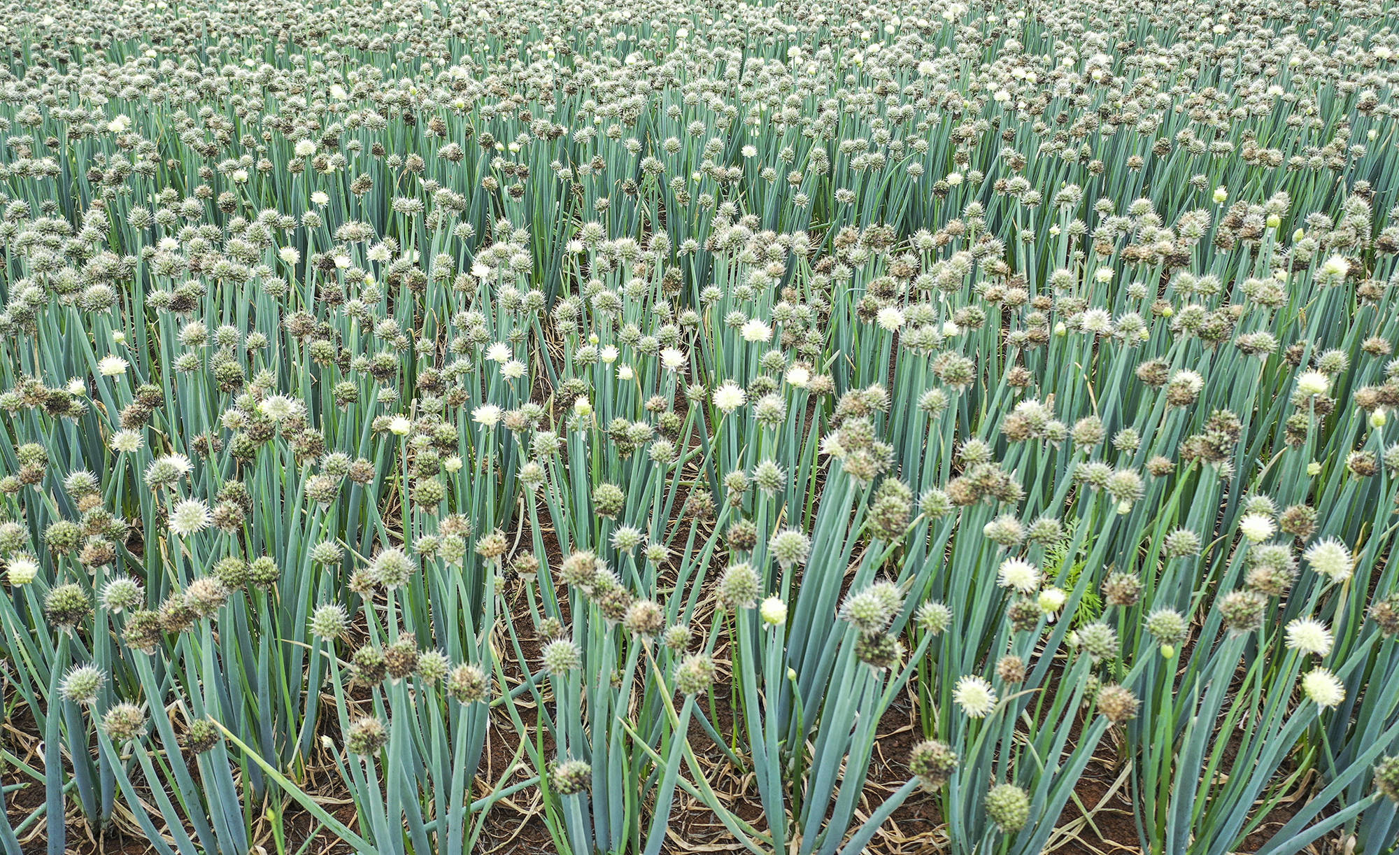 春天不只有油菜花还有葱花广西这个镇8万亩葱花开了