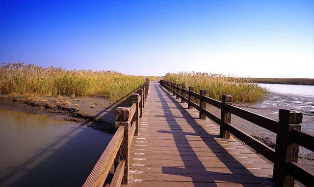 上海|东平国家森林公园