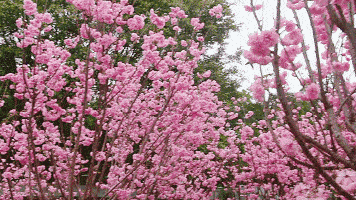 杭州西湖区这场醉美樱花盛会，邀您免费来玩！