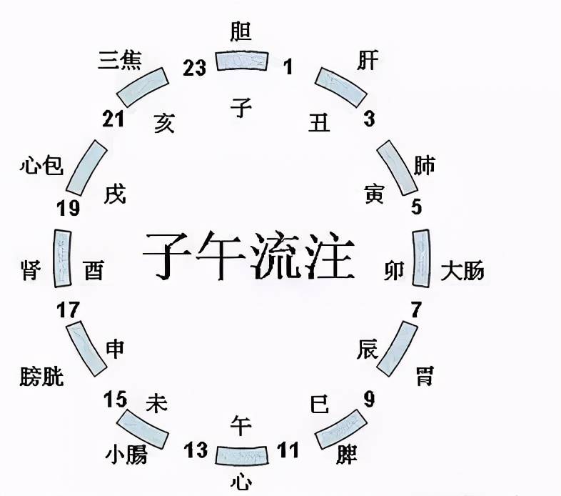 根據子午流注的基本常識,人體十二經絡對應十二臟器,五臟六腑加上三焦