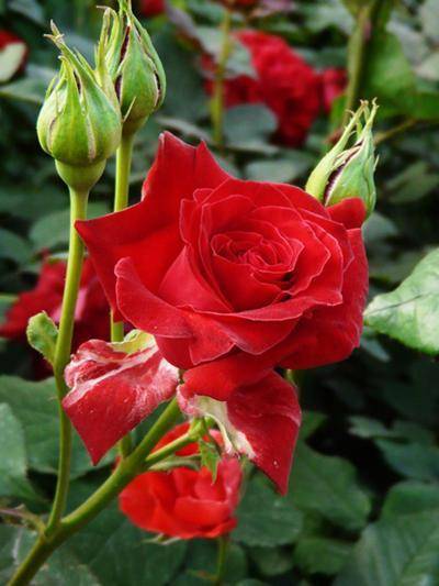 最适合夏天生长的月季花偏偏这时候开花少赶紧来点肥很管用