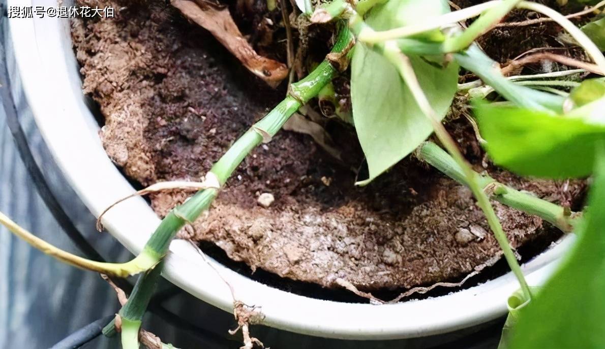 原创养花土壤板结不透气,用上这2样介质,花土变疏松,植物长势好