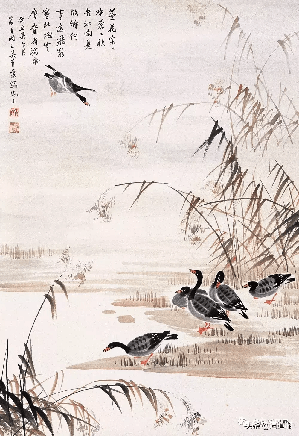 吴青霞画芦雁_搜狐网