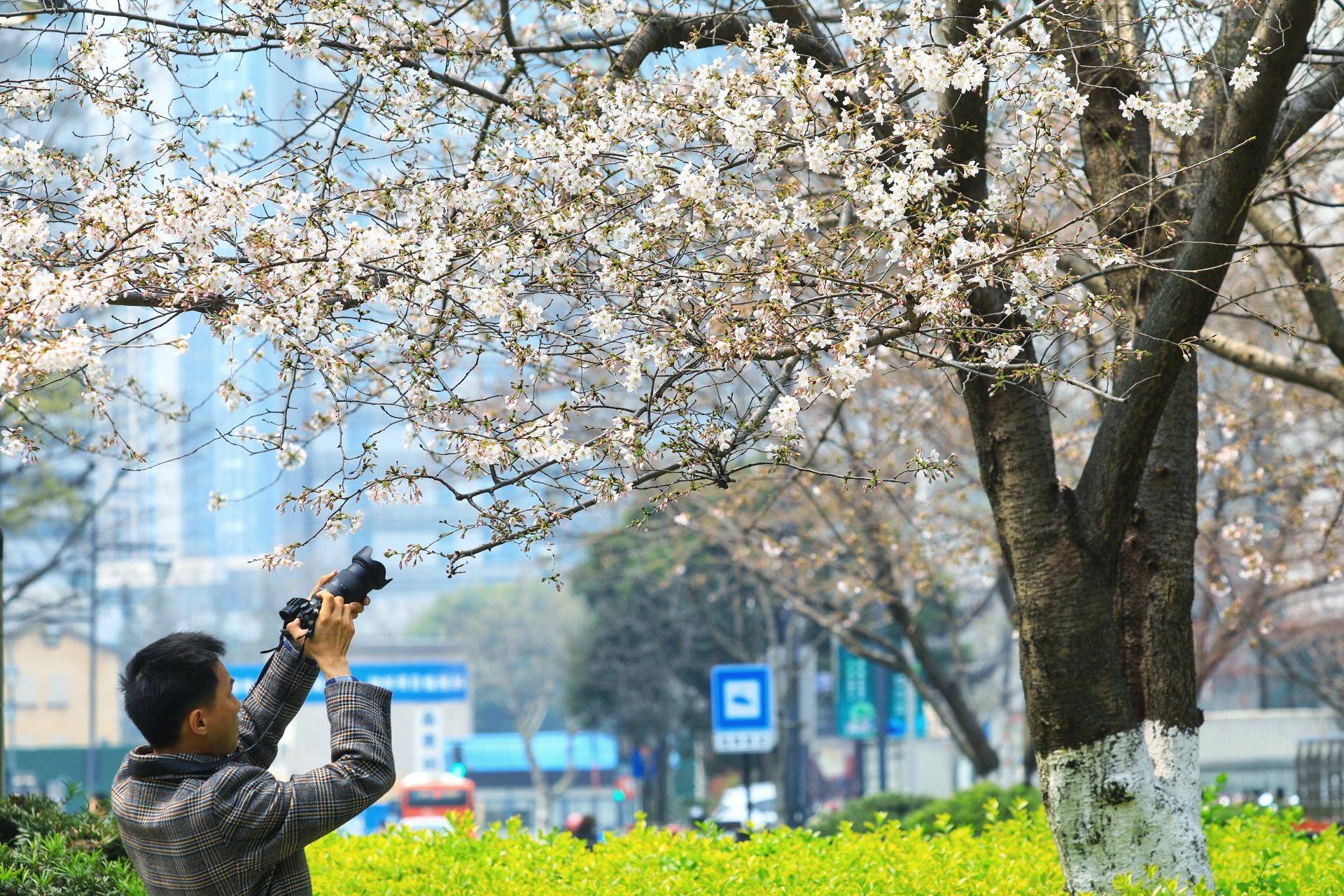 湖州 醉美 樱花季开启 但你知道她前世今生吗 吉野