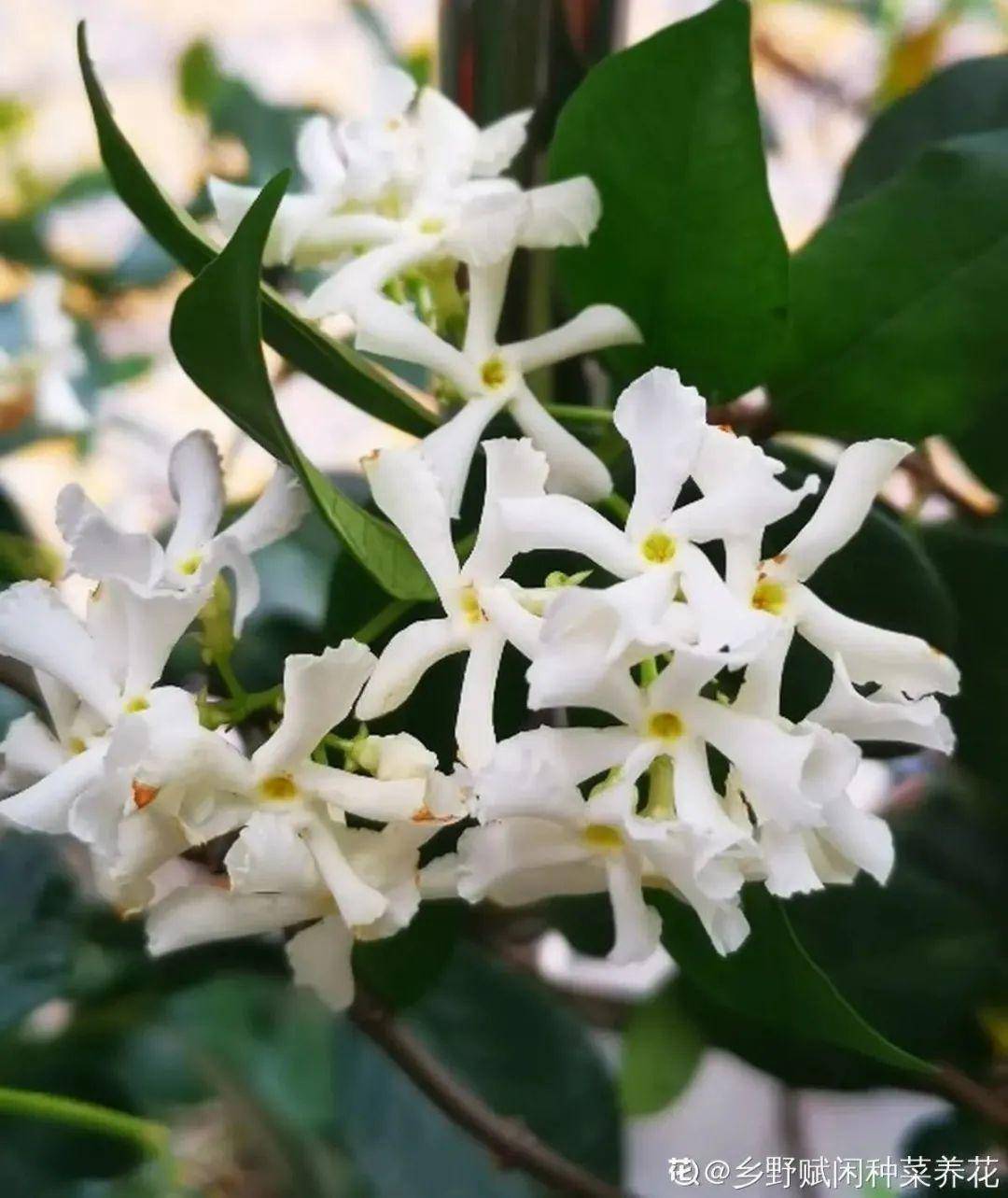 家里养盆香水花 满屋子飘香 还能净化空气 开花