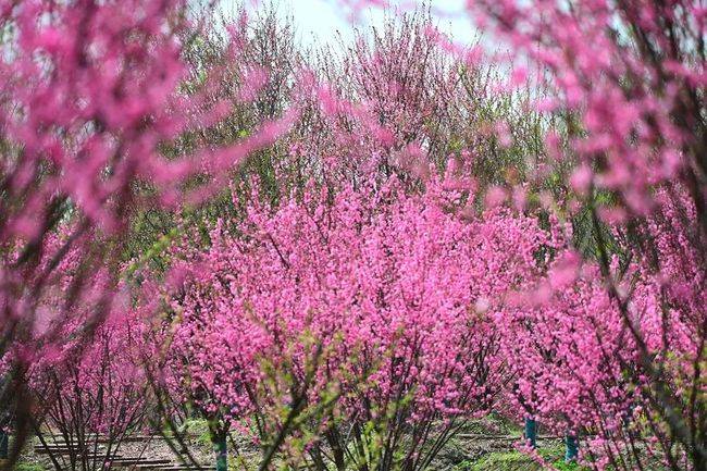 崇州也有 问花村 花美人欢喜洋洋 进行