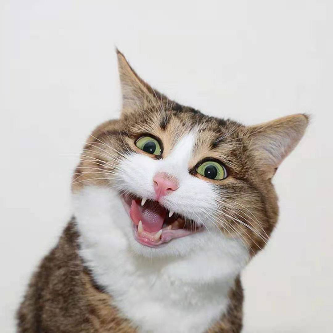 猫咪张嘴表情包图片