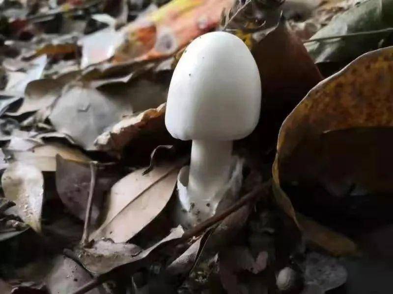 公园的草坪上,道路边 星星点点的野生蘑菇 都悄悄地冒出了"头" 这引得