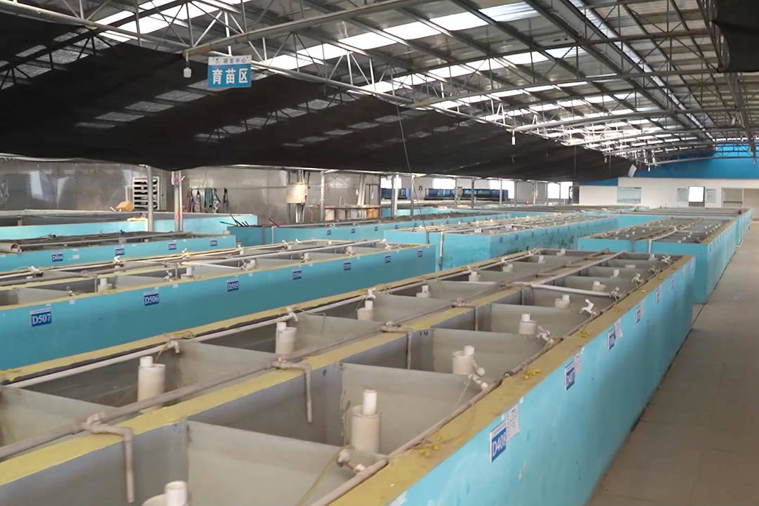 百容苗种打好种业翻身仗坚持做市场需要的鱼苗