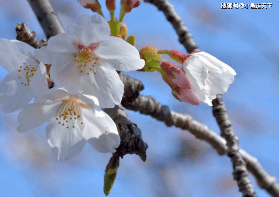 3月份了，樱花都开了，给大家分享日本樱花的十个品种