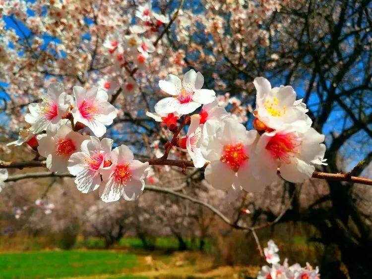 甘孜得荣十里桃花 绽放出春天最美的模样