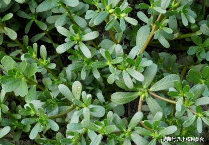 原创此物是天然长寿菜无论男女常吃化血化瘀健康长寿