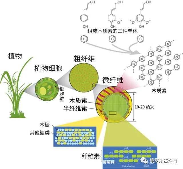 木质素与纤维素和半纤维素是构成植物骨架的主要成分,木质素在自然界