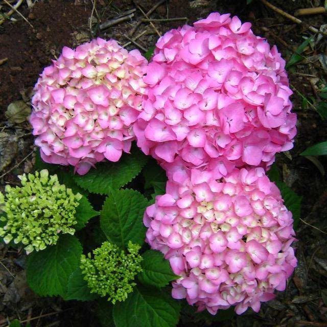 这3种花八九月懒着养 不能修剪过分 不然只能等明年开花 品种
