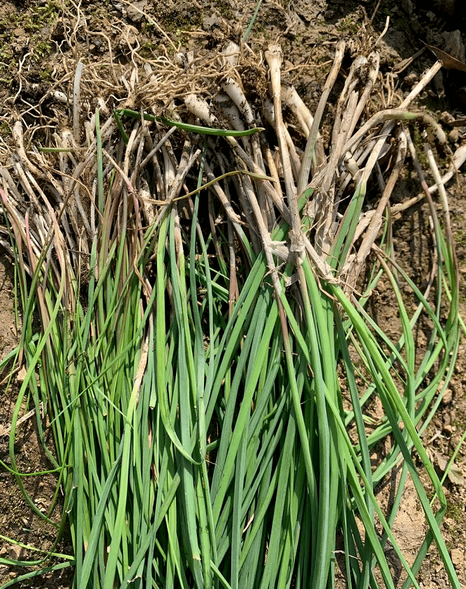 所有人这些野菜你都吃过吗