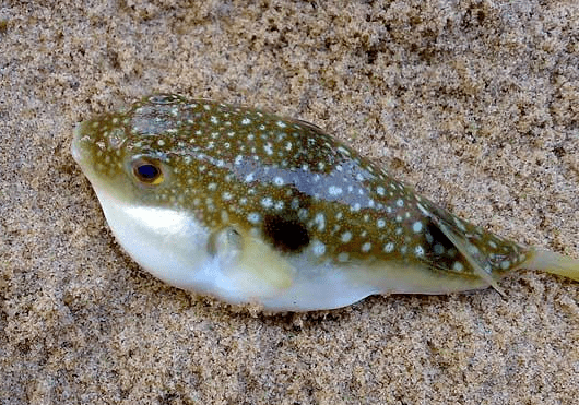 原创毒性比氰化钠强千倍但鱼肉鲜美高达千元1斤年年有人吃它身亡