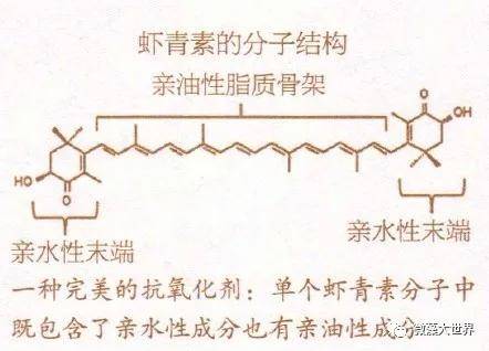 紅球藻蝦青素:穿透屏障保護細胞_人體