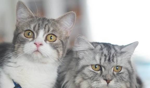 一只猫的使命主要内容50字 88c793878e664bdcb11f363125398be9.jpeg