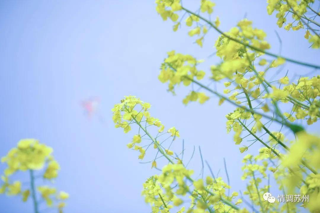 三月 油菜花出圈 的花海