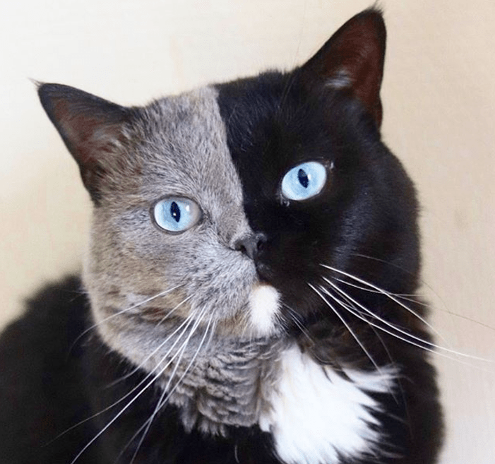 养了一只蓝眼睛的黑猫，吸着吸着…意外发生