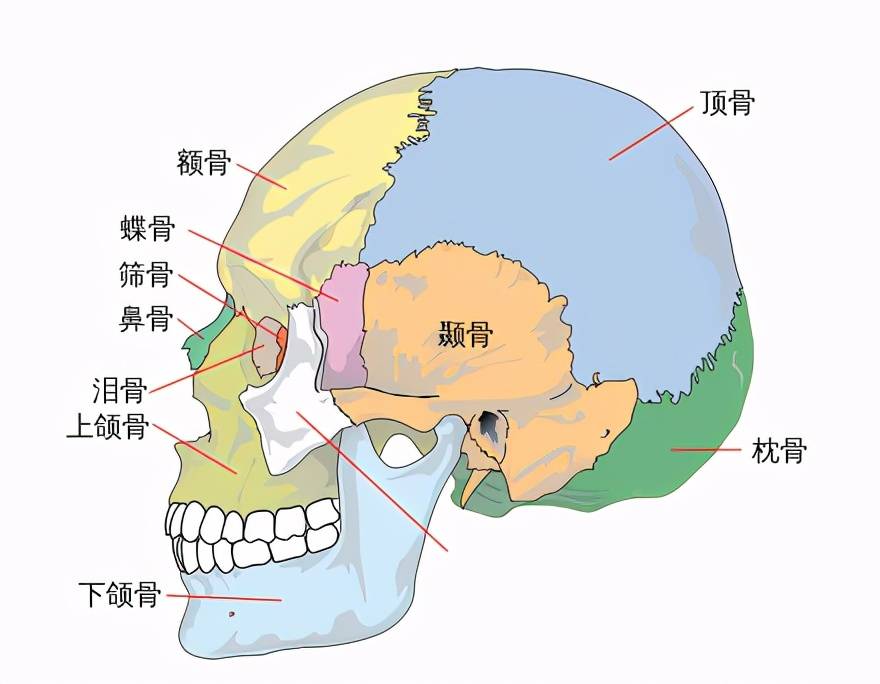 颚骨和颌骨图片