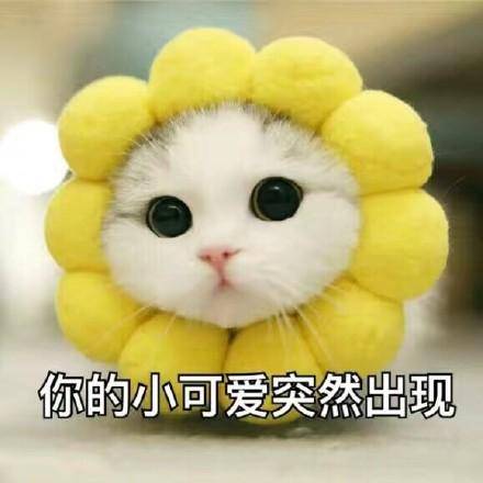 5230d4c95ebf43e89cf7604cfee47014.jpeg