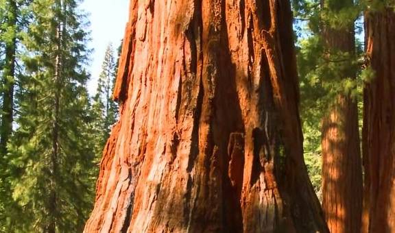 世界上最大的树：重达2800吨，它诞生的时候，中国还在春秋战国