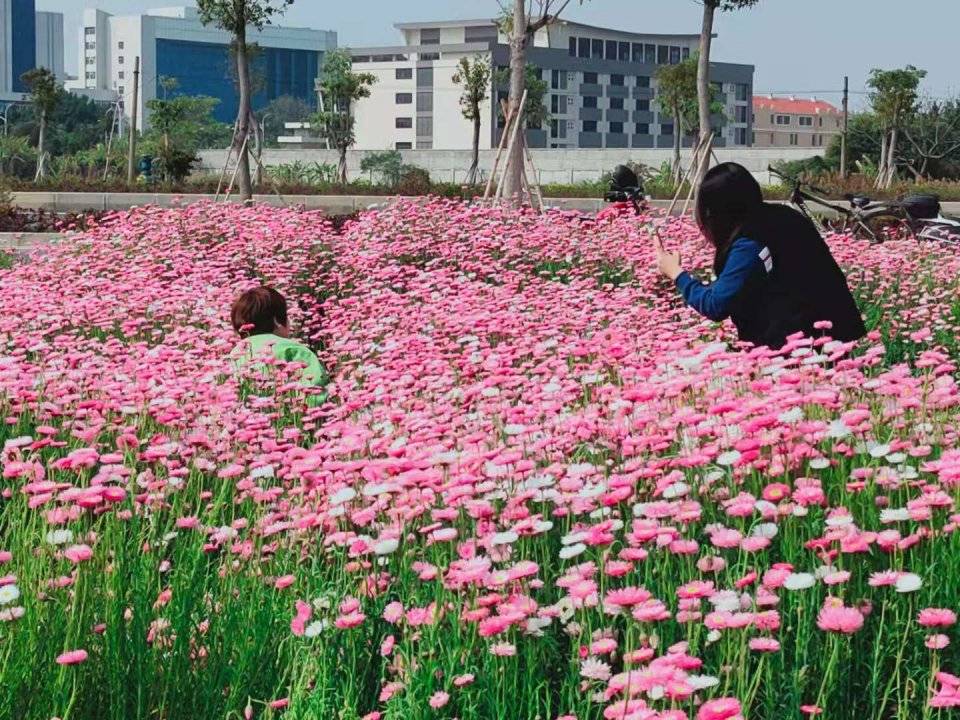 打造“小菜园”“小花园”！濠江玉石社区成了新晋“网红”打卡地