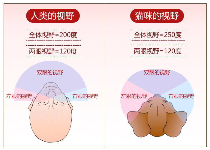 科普猫咪的眼睛竟然如此奇妙近视眼色盲铲屎官不知道的秘密