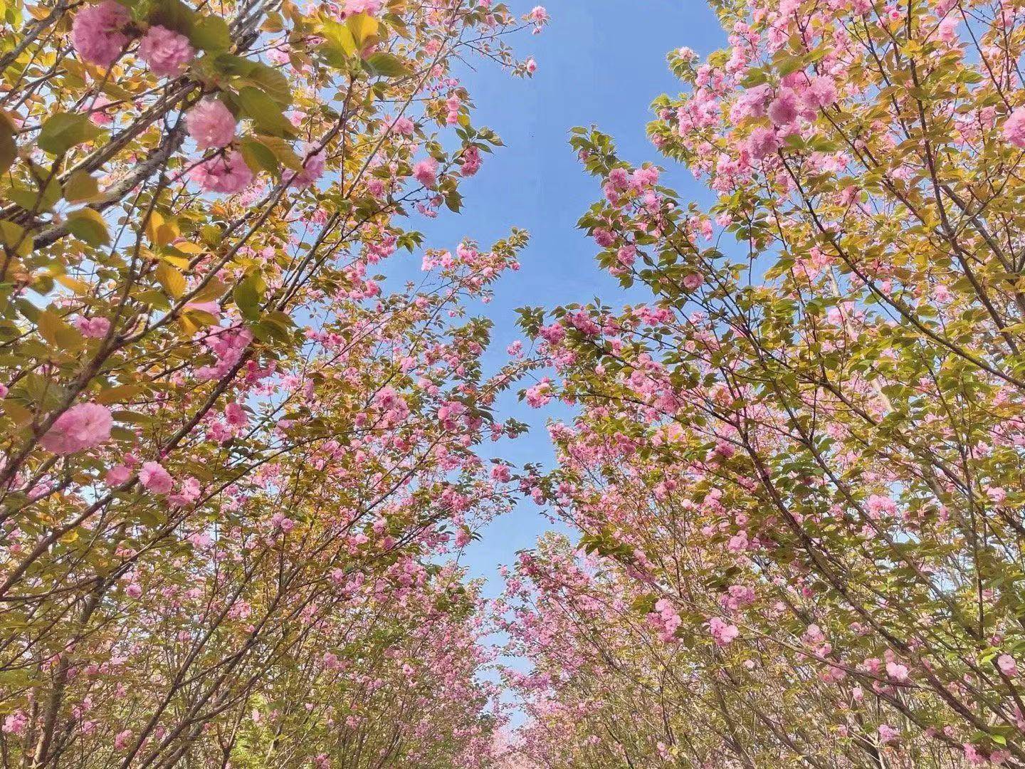 金堂竹篙：阳春三月赏花季，数千亩樱花正绚烂绽放中