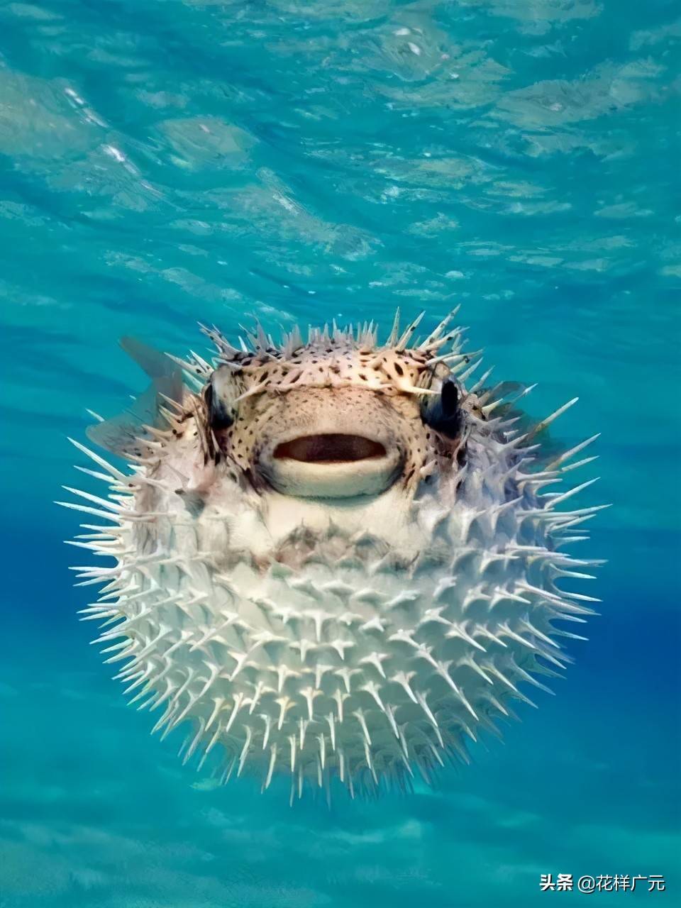 「海洋科普」狗头鱼