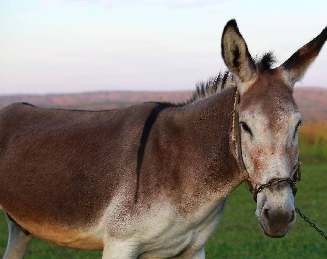 农村俗语:"马驴同槽,瘦马不瘦驴",什么意思呢?_动物