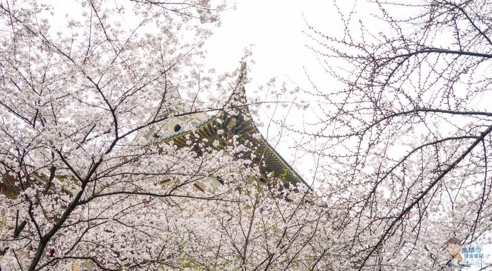 种植樱花超50万株 涵盖世界上几乎所有品种 赏樱成这座城旅游盛事