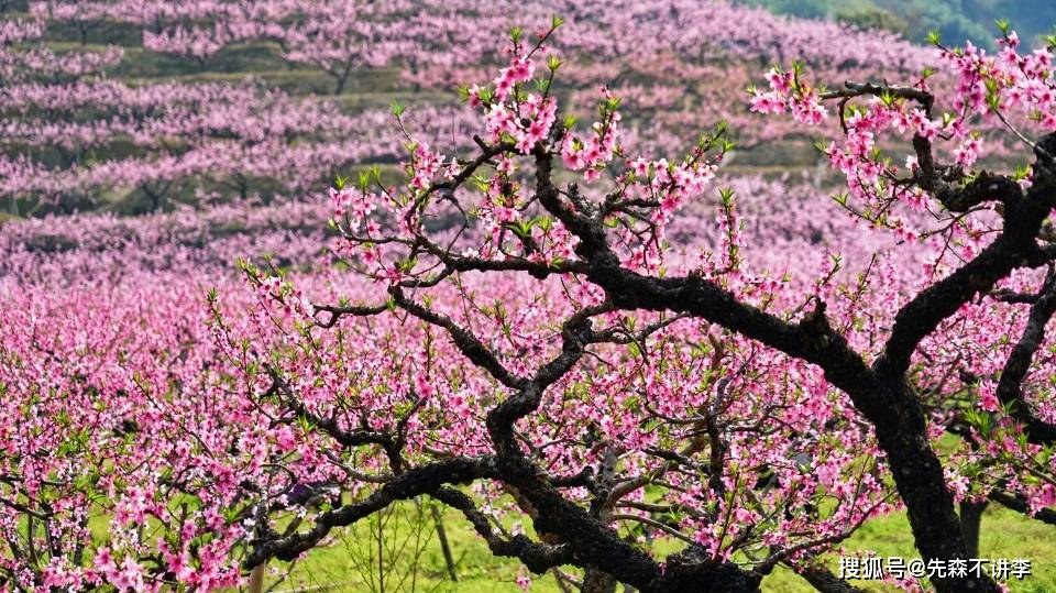 宁波郊外的十里桃林，被称为天下第一桃园，是春天赏桃花的好去处
