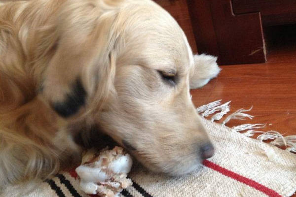 狗狗天性爱啃骨头啃骨头对它的好处还很多呢