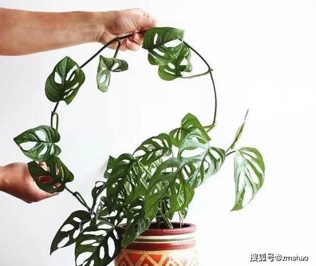 龟背竹水培还是土培 3f622940393542aaa72c24ebef40ada1.jpeg