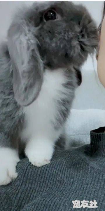 哪里有免费宠物领养附近 62f945c1ce884dea9ff4a9cafeeeb3ab.jpeg