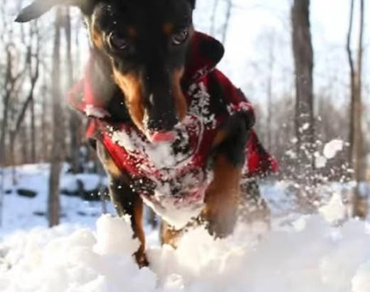 主人雪地堆狗雪人，親密無間惹家裡的狗吃醋了，接下來不得了！ 萌趣萌寵 第6张